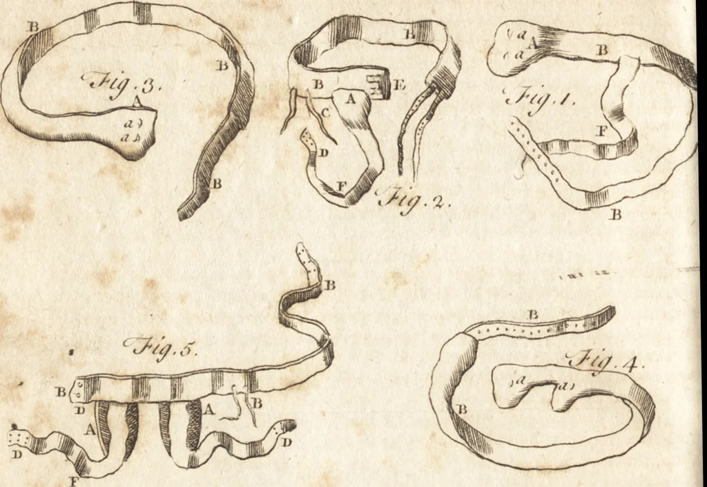 An illustration from A new and complete dictionary of arts and sciences : comprehending all the branches of useful knowledge, with accurate descriptions as well of the various machines, instruments, tools, figures, and schemes necessary for illustrating them, as of the classes, kinds, preparations, and uses of natural productions, whether animals, vegetables, minerals, fossils, or fluids : together with the kingdoms, provinces, cities, towns, and other remarkable places throughout the world : illustrated with above three hundred copper-plates, engraved by Mr. Jefferys, geographer to His Majesty : the whole extracted from the best authors in all languages, 1763, leaf 709