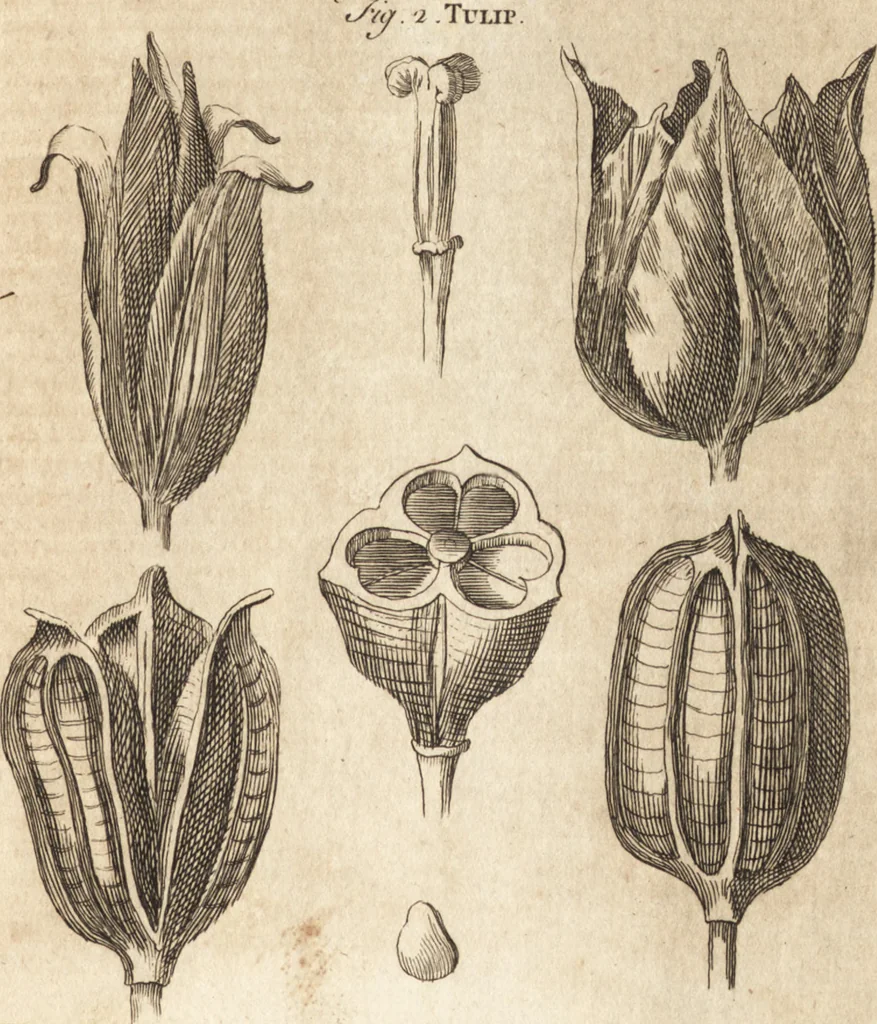An illustration from A new and complete dictionary of arts and sciences : comprehending all the branches of useful knowledge, with accurate descriptions as well of the various machines, instruments, tools, figures, and schemes necessary for illustrating them, as of the classes, kinds, preparations, and uses of natural productions, whether animals, vegetables, minerals, fossils, or fluids : together with the kingdoms, provinces, cities, towns, and other remarkable places throughout the world : illustrated with above three hundred copper-plates, engraved by Mr. Jefferys, geographer to His Majesty : the whole extracted from the best authors in all languages, 1763, leaf 712