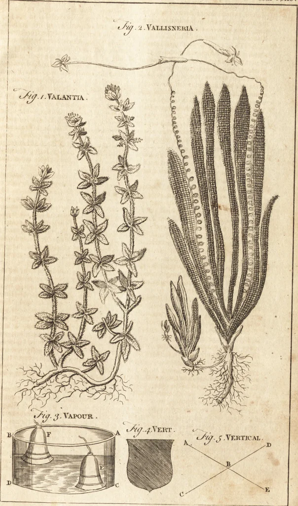 An illustration from A new and complete dictionary of arts and sciences : comprehending all the branches of useful knowledge, with accurate descriptions as well of the various machines, instruments, tools, figures, and schemes necessary for illustrating them, as of the classes, kinds, preparations, and uses of natural productions, whether animals, vegetables, minerals, fossils, or fluids : together with the kingdoms, provinces, cities, towns, and other remarkable places throughout the world : illustrated with above three hundred copper-plates, engraved by Mr. Jefferys, geographer to His Majesty : the whole extracted from the best authors in all languages, 1763, leaf 740