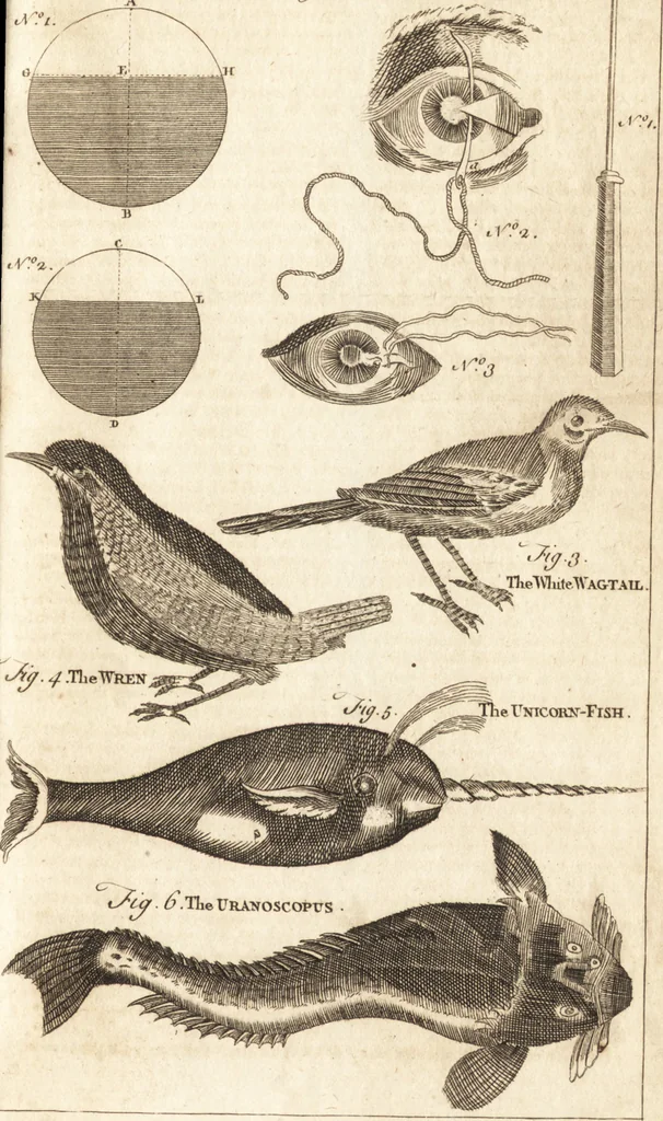 An illustration from A new and complete dictionary of arts and sciences : comprehending all the branches of useful knowledge, with accurate descriptions as well of the various machines, instruments, tools, figures, and schemes necessary for illustrating them, as of the classes, kinds, preparations, and uses of natural productions, whether animals, vegetables, minerals, fossils, or fluids : together with the kingdoms, provinces, cities, towns, and other remarkable places throughout the world : illustrated with above three hundred copper-plates, engraved by Mr. Jefferys, geographer to His Majesty : the whole extracted from the best authors in all languages, 1763, leaf 806