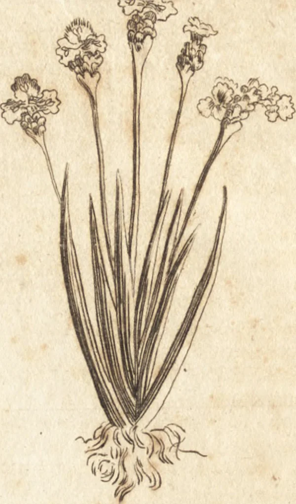 An illustration from A new and complete dictionary of arts and sciences : comprehending all the branches of useful knowledge, with accurate descriptions as well of the various machines, instruments, tools, figures, and schemes necessary for illustrating them, as of the classes, kinds, preparations, and uses of natural productions, whether animals, vegetables, minerals, fossils, or fluids : together with the kingdoms, provinces, cities, towns, and other remarkable places throughout the world : illustrated with above three hundred copper-plates, engraved by Mr. Jefferys, geographer to His Majesty : the whole extracted from the best authors in all languages, 1763, leaf 933