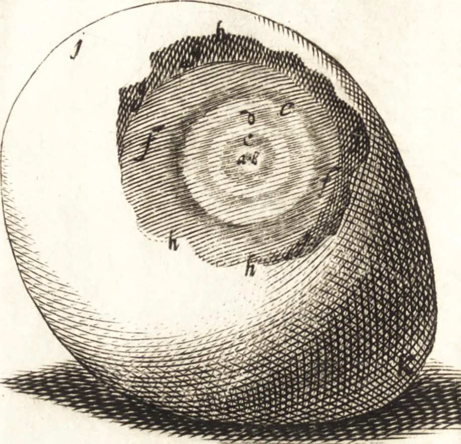 An illustration from Observationes et historiae omnes & singulae è Guijielmi Harvei libello De generatione animalium excerptae, & in accuratissimum ordinem redactae : item Wilhelmi Langly De generatione animalium observationes quaedam : accedunt Ovi faecundi singulis ab incubatione diebus factae inspectiones : ut et Observationum anatomico-med. decades quatuor, denique Cadavara balsamo condiendi modus, 1674, leaf 179