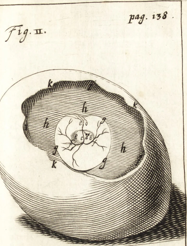 An illustration from Observationes et historiae omnes & singulae è Guijielmi Harvei libello De generatione animalium excerptae, & in accuratissimum ordinem redactae : item Wilhelmi Langly De generatione animalium observationes quaedam : accedunt Ovi faecundi singulis ab incubatione diebus factae inspectiones : ut et Observationum anatomico-med. decades quatuor, denique Cadavara balsamo condiendi modus, 1674, leaf 182