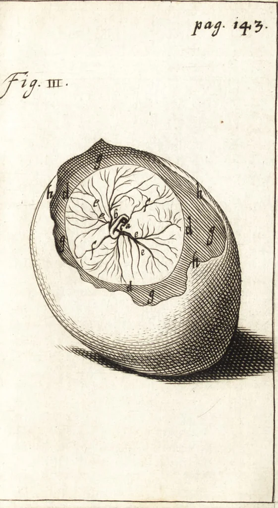 An illustration from Observationes et historiae omnes & singulae è Guijielmi Harvei libello De generatione animalium excerptae, & in accuratissimum ordinem redactae : item Wilhelmi Langly De generatione animalium observationes quaedam : accedunt Ovi faecundi singulis ab incubatione diebus factae inspectiones : ut et Observationum anatomico-med. decades quatuor, denique Cadavara balsamo condiendi modus, 1674, leaf 188