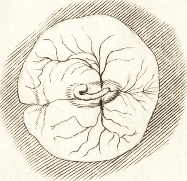 An illustration from Observationes et historiae omnes & singulae è Guijielmi Harvei libello De generatione animalium excerptae, & in accuratissimum ordinem redactae : item Wilhelmi Langly De generatione animalium observationes quaedam : accedunt Ovi faecundi singulis ab incubatione diebus factae inspectiones : ut et Observationum anatomico-med. decades quatuor, denique Cadavara balsamo condiendi modus, 1674, leaf 192
