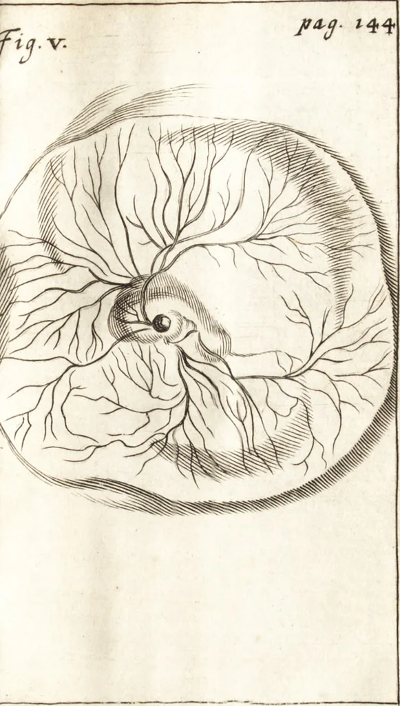 An illustration from Observationes et historiae omnes & singulae è Guijielmi Harvei libello De generatione animalium excerptae, & in accuratissimum ordinem redactae : item Wilhelmi Langly De generatione animalium observationes quaedam : accedunt Ovi faecundi singulis ab incubatione diebus factae inspectiones : ut et Observationum anatomico-med. decades quatuor, denique Cadavara balsamo condiendi modus, 1674, leaf 194