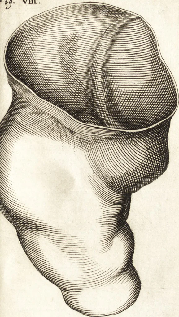 An illustration from Observationes et historiae omnes & singulae è Guijielmi Harvei libello De generatione animalium excerptae, & in accuratissimum ordinem redactae : item Wilhelmi Langly De generatione animalium observationes quaedam : accedunt Ovi faecundi singulis ab incubatione diebus factae inspectiones : ut et Observationum anatomico-med. decades quatuor, denique Cadavara balsamo condiendi modus, 1674, leaf 264