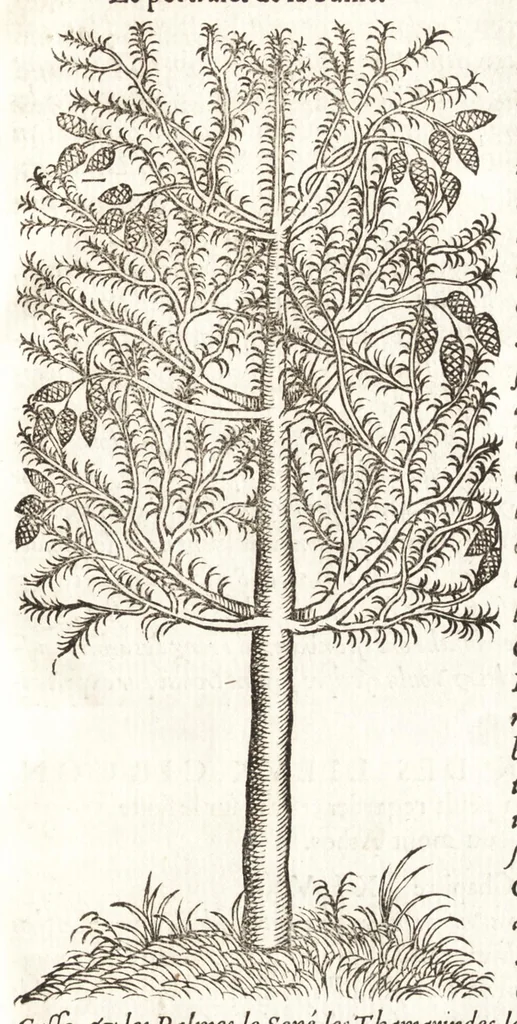 An illustration from Les observations de plvsievrs singvlaritez et choses memorables, trouuées en Grece, Asie, Iudée, Egypte, Arabie, & autres pays estranges, 1553, leaf 108