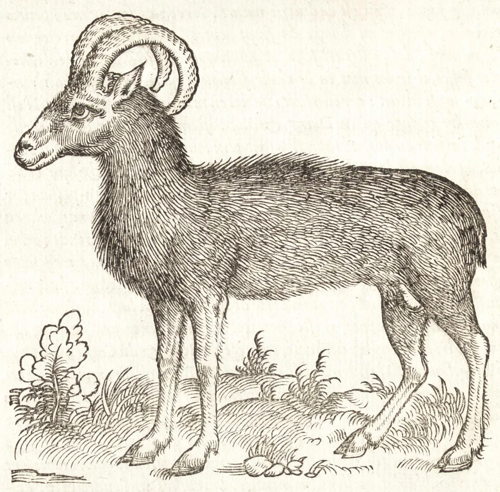 An illustration from Les observations de plvsievrs singvlaritez et choses memorables, trouuées en Grece, Asie, Iudée, Egypte, Arabie, & autres pays estranges, 1553, leaf 137