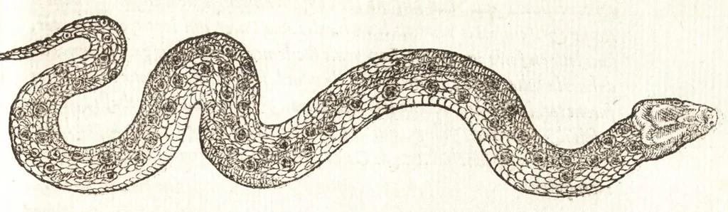 An illustration from Les observations de plvsievrs singvlaritez et choses memorables, trouuées en Grece, Asie, Iudée, Egypte, Arabie, & autres pays estranges, 1553, leaf 208
