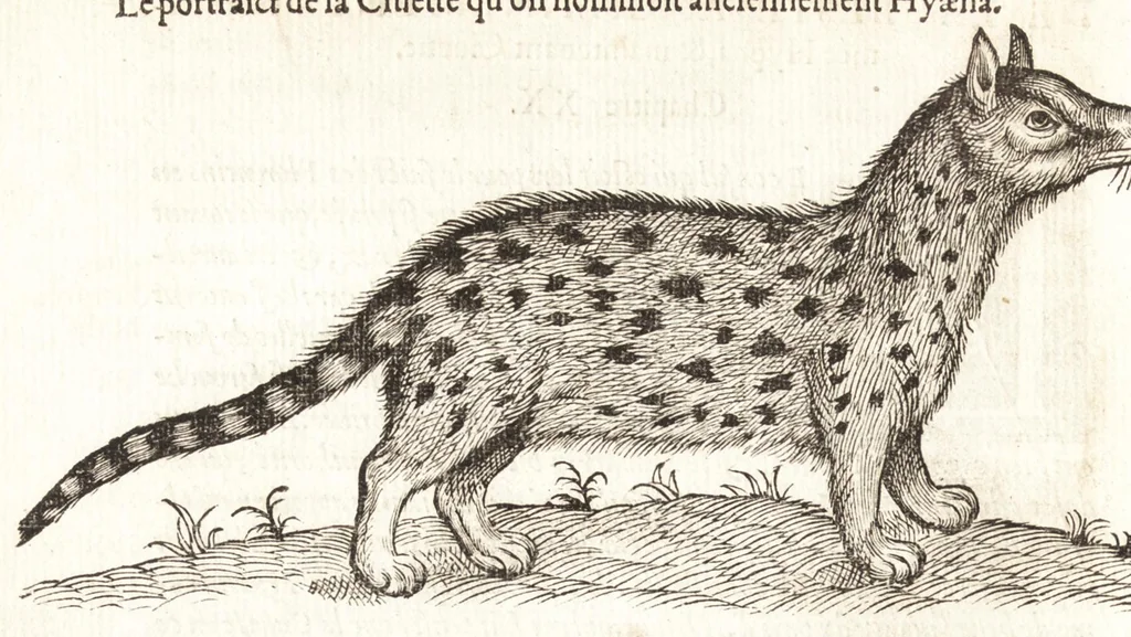 An illustration from Les observations de plvsievrs singvlaritez et choses memorables, trouuées en Grece, Asie, Iudée, Egypte, Arabie, & autres pays estranges, 1553, leaf 217