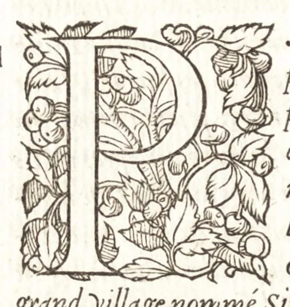 An illustration from Les observations de plvsievrs singvlaritez et choses memorables, trouuées en Grece, Asie, Iudée, Egypte, Arabie, & autres pays estranges, 1553, leaf 231