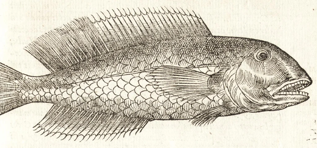 An illustration from Les observations de plvsievrs singvlaritez et choses memorables, trouuées en Grece, Asie, Iudée, Egypte, Arabie, & autres pays estranges, 1553, leaf 46