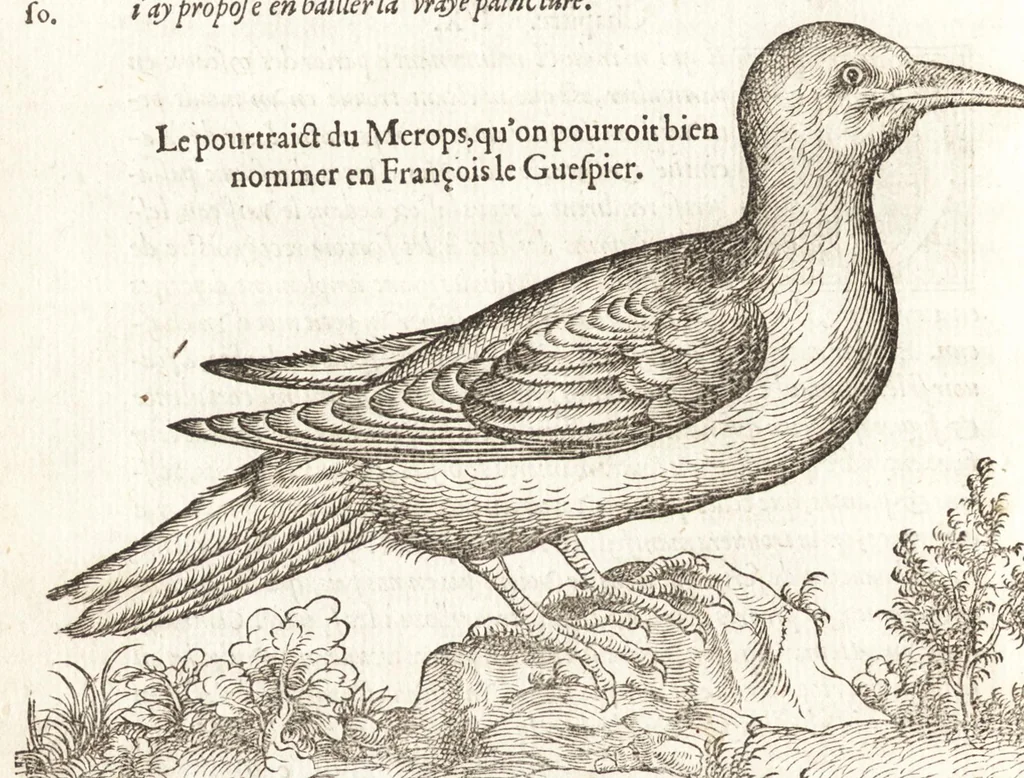 An illustration from Les observations de plvsievrs singvlaritez et choses memorables, trouuées en Grece, Asie, Iudée, Egypte, Arabie, & autres pays estranges, 1553, leaf 47