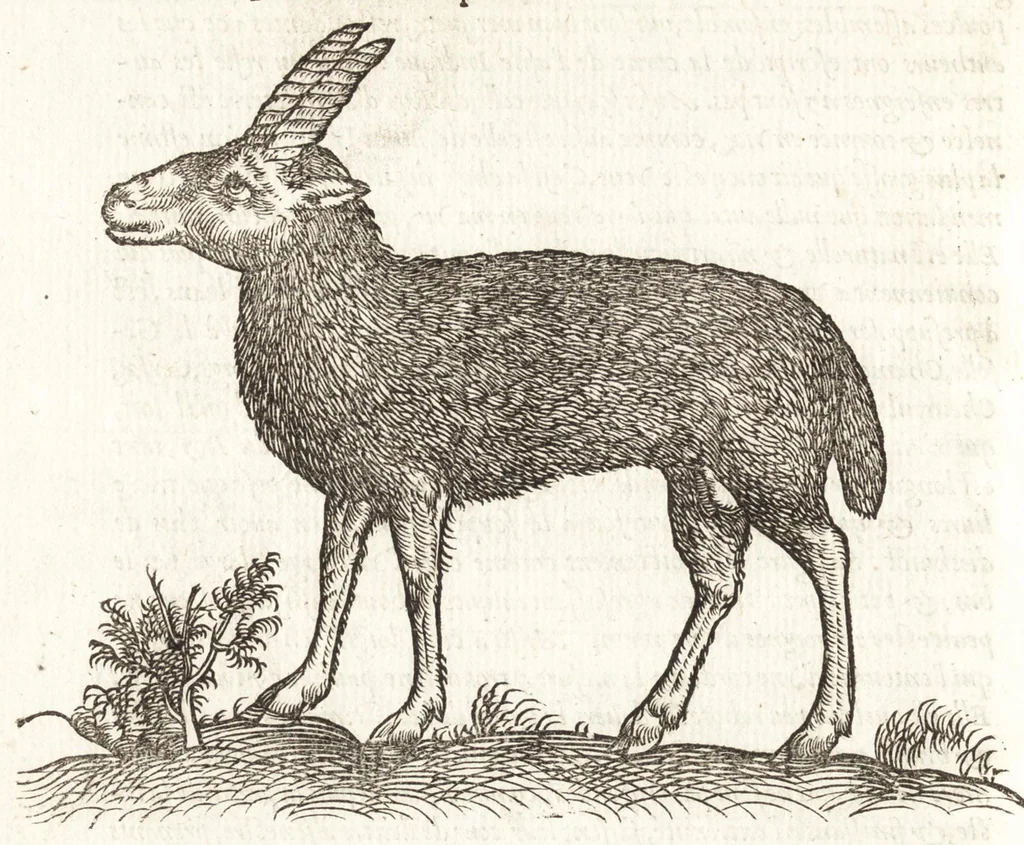 An illustration from Les observations de plvsievrs singvlaritez et choses memorables, trouuées en Grece, Asie, Iudée, Egypte, Arabie, & autres pays estranges, 1553, leaf 59