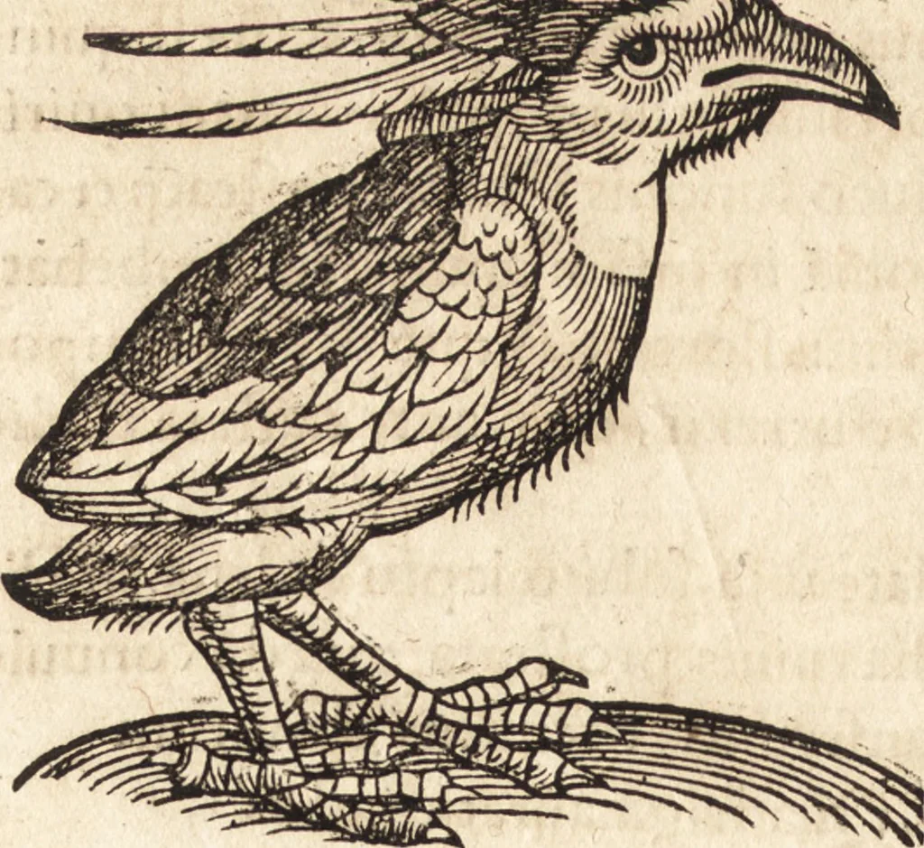 An illustration from Prodigiorvm ac ostentorvm chronicon : quae praeter naturae ordinem, motum, et operationem, et in svperioribus & his inferioribus mundi regionibus, ab exordio mundi usque ad haec nostra tempora, acciderunt ..., 1557, leaf 205