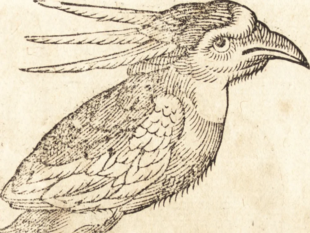 An illustration from Prodigiorvm ac ostentorvm chronicon : quae praeter naturae ordinem, motum, et operationem, et in svperioribus & his inferioribus mundi regionibus, ab exordio mundi usque ad haec nostra tempora, acciderunt ..., 1557, leaf 212