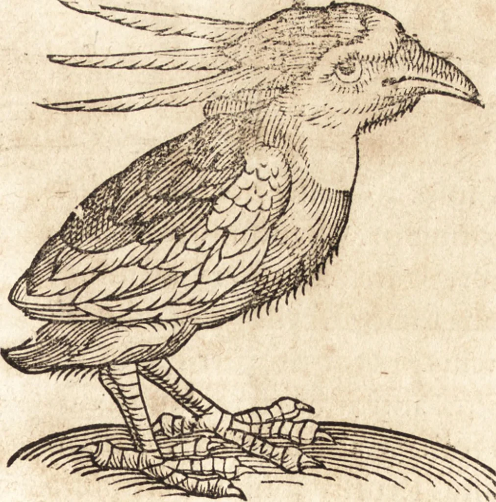 An illustration from Prodigiorvm ac ostentorvm chronicon : quae praeter naturae ordinem, motum, et operationem, et in svperioribus & his inferioribus mundi regionibus, ab exordio mundi usque ad haec nostra tempora, acciderunt ..., 1557, leaf 240