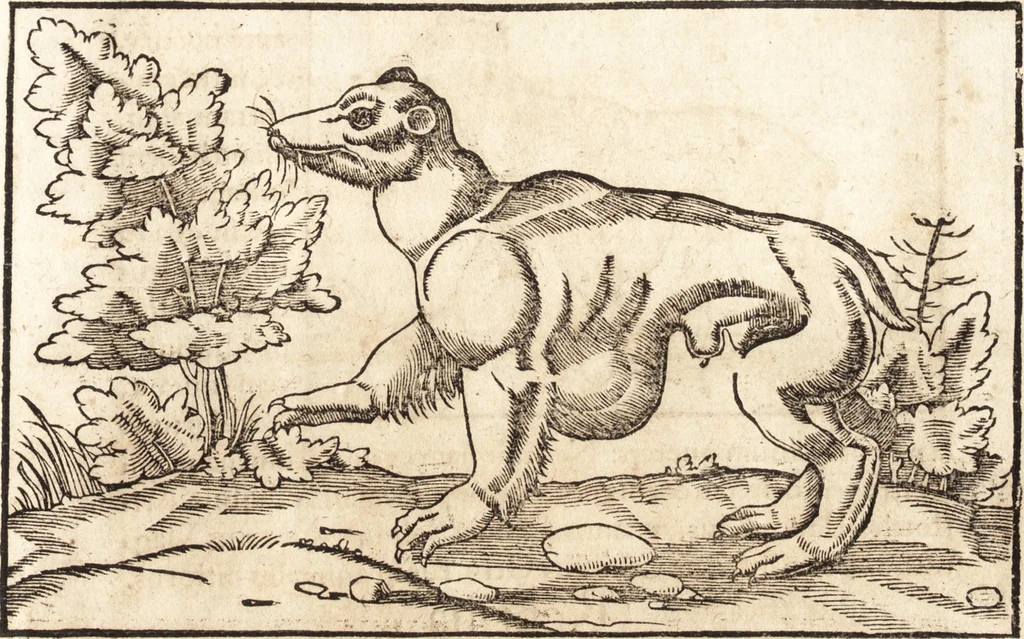 An illustration from Prodigiorvm ac ostentorvm chronicon : quae praeter naturae ordinem, motum, et operationem, et in svperioribus & his inferioribus mundi regionibus, ab exordio mundi usque ad haec nostra tempora, acciderunt ..., 1557, leaf 32