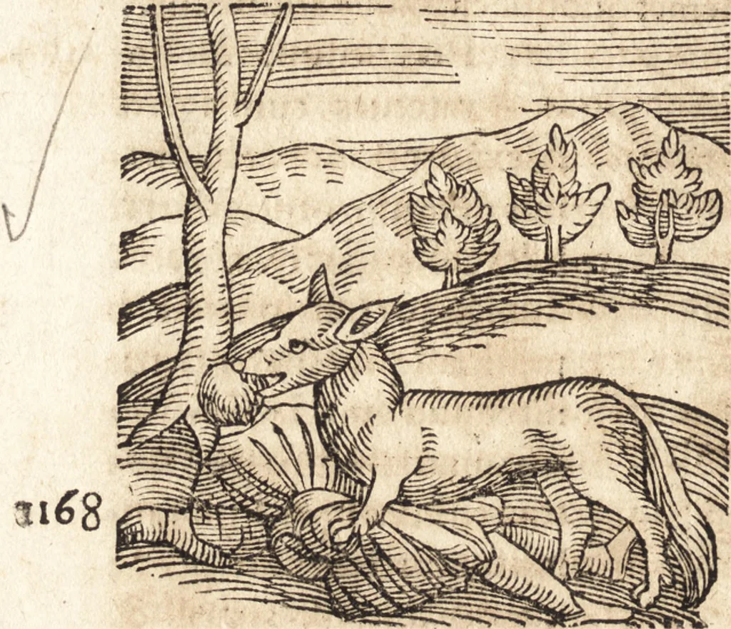 An illustration from Prodigiorvm ac ostentorvm chronicon : quae praeter naturae ordinem, motum, et operationem, et in svperioribus & his inferioribus mundi regionibus, ab exordio mundi usque ad haec nostra tempora, acciderunt ..., 1557, leaf 429