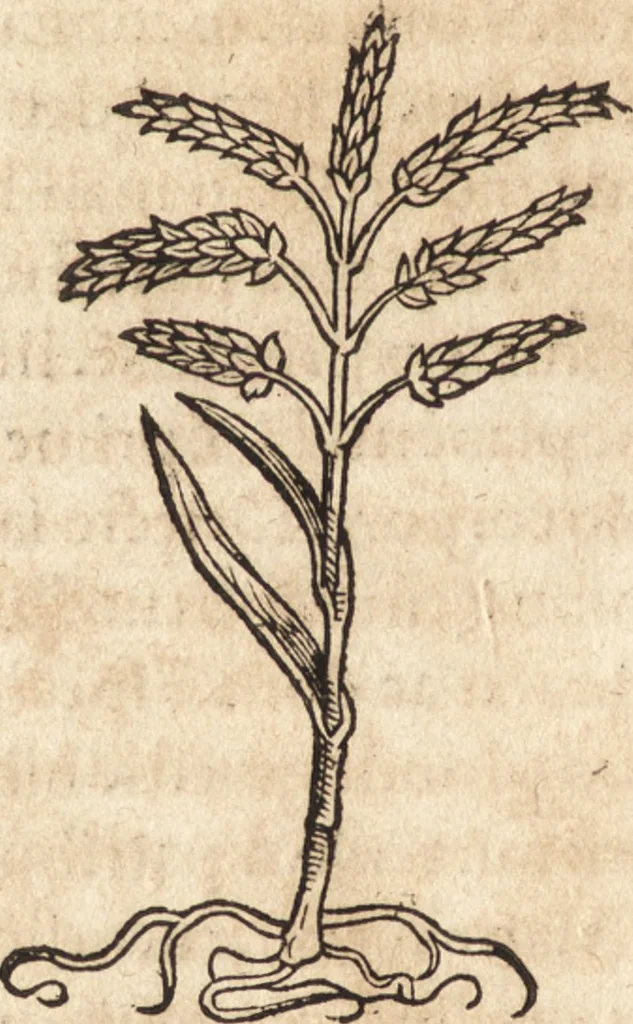 An illustration from Prodigiorvm ac ostentorvm chronicon : quae praeter naturae ordinem, motum, et operationem, et in svperioribus & his inferioribus mundi regionibus, ab exordio mundi usque ad haec nostra tempora, acciderunt ..., 1557, leaf 605