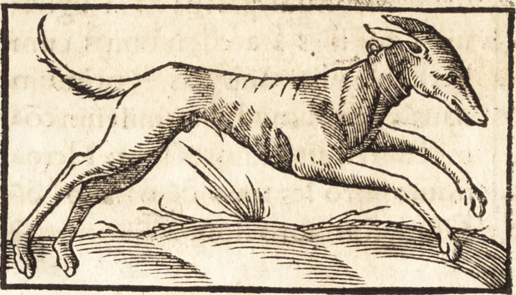 An illustration from Prodigiorvm ac ostentorvm chronicon : quae praeter naturae ordinem, motum, et operationem, et in svperioribus & his inferioribus mundi regionibus, ab exordio mundi usque ad haec nostra tempora, acciderunt ..., 1557, leaf 83