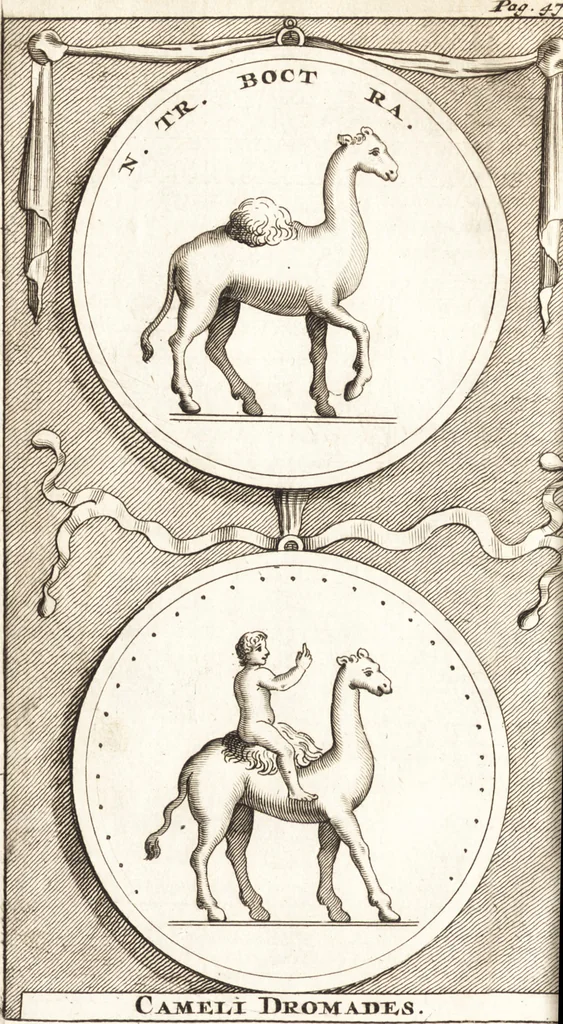 An illustration from Q. Curtius Rufus De rebus gestis Alexandri Magni : cum commentariis Raderi, Bongarsii, Popmae, Salmaaii, Gronovii, Loccenii & Freinshemii : hujusque & vetustioribus supplementis, nec non locorum difficiliorum interpretatione, & indice philologico locupletissimo rerum & verborum : accedunt figurae aeneae ad historiam Alexandri Magni apud curtium illustrandam necessariae, 1696, leaf 529