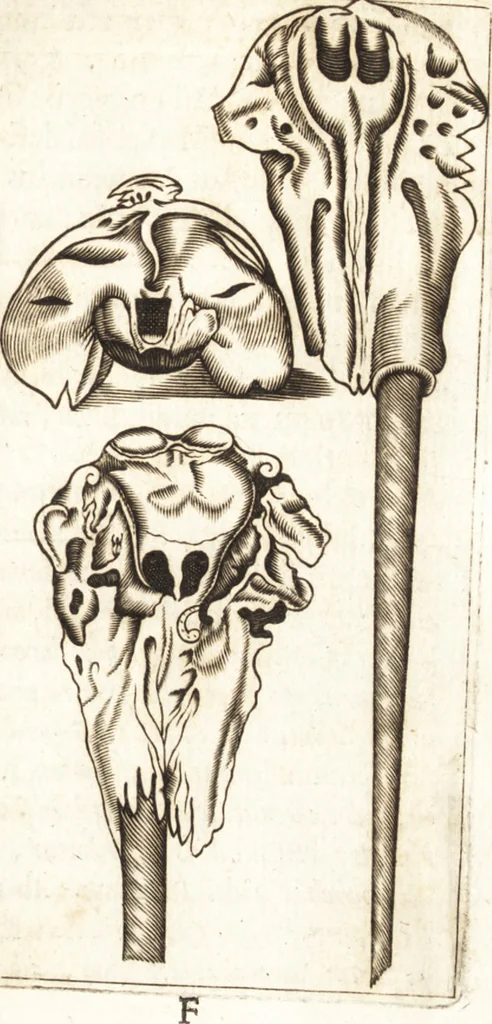An illustration from Thomae Bartholini De unicornu observationes novae : secunda editione auctiores & emendatiores editae a filio Casparo Bartholino, 1678, leaf 140