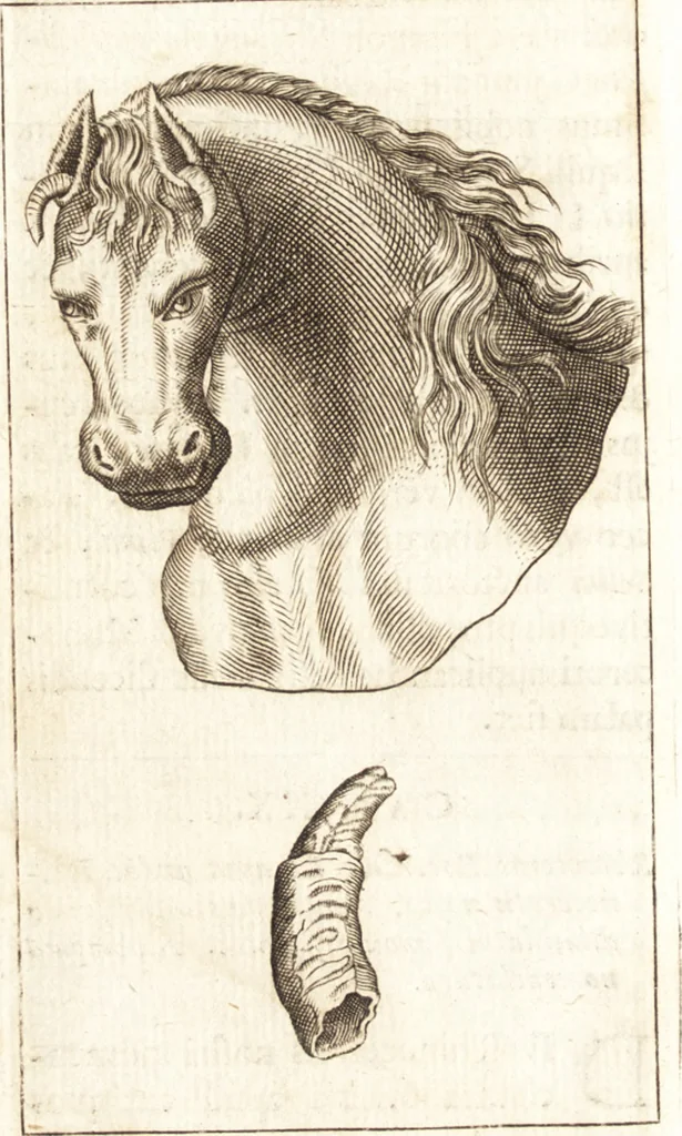 An illustration from Thomae Bartholini De unicornu observationes novae : secunda editione auctiores & emendatiores editae a filio Casparo Bartholino, 1678, leaf 175