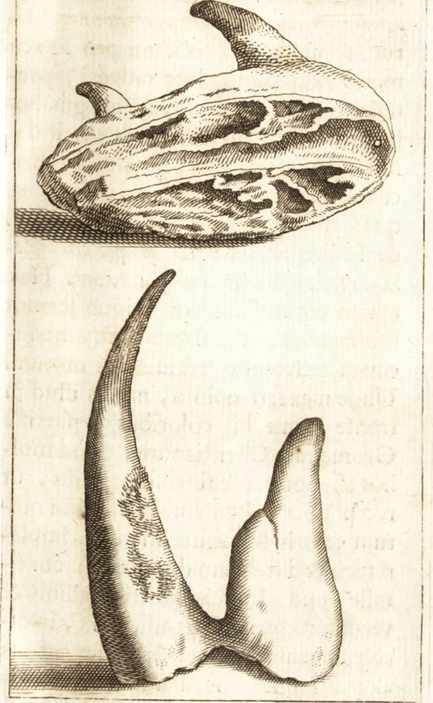 An illustration from Thomae Bartholini De unicornu observationes novae : secunda editione auctiores & emendatiores editae a filio Casparo Bartholino, 1678, leaf 184