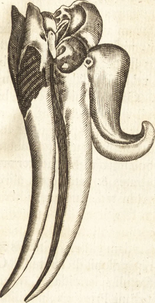 An illustration from Thomae Bartholini De unicornu observationes novae : secunda editione auctiores & emendatiores editae a filio Casparo Bartholino, 1678, leaf 66