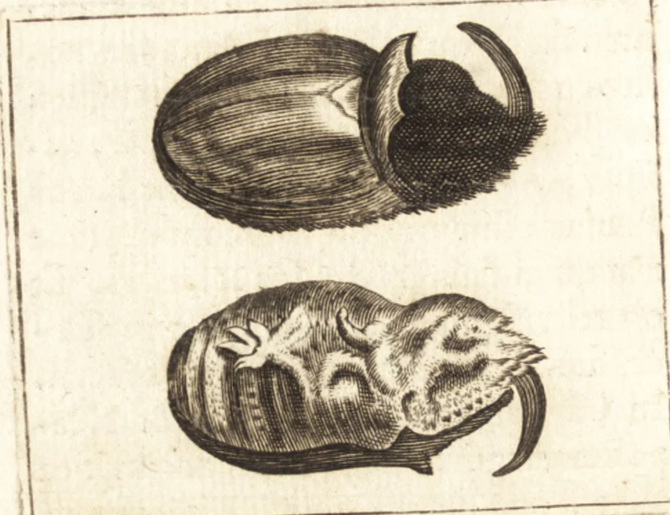 An illustration from Thomae Bartholini De unicornu observationes novae : secunda editione auctiores & emendatiores editae a filio Casparo Bartholino, 1678, leaf 73