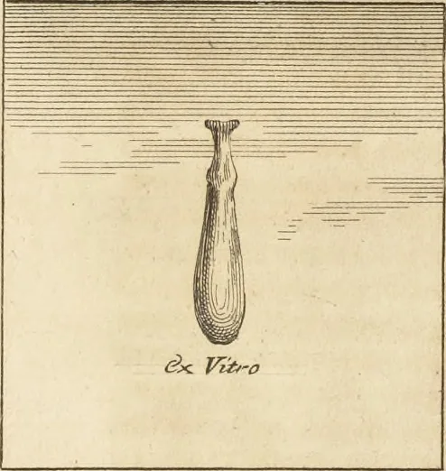 An illustration from Thomae Dempsteri a muresk Scoti pandectarum in Pisano Lyceo professoris ordinarii De Etruria regali libri septem : opus postumum in duas partes divisum, 1723, leaf 648