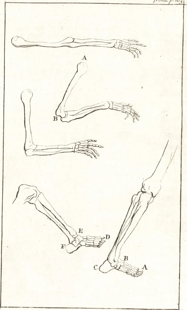 An illustration from A treatise of painting, 1721, leaf 131