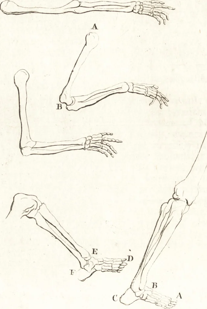 An illustration from A treatise of painting, 1721, leaf 133