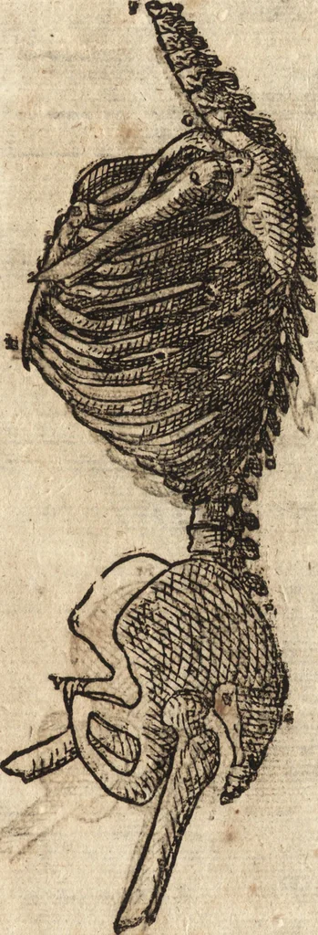 An illustration from Varia conmensuracion para le escultura y arquitectura, 1675, leaf 124