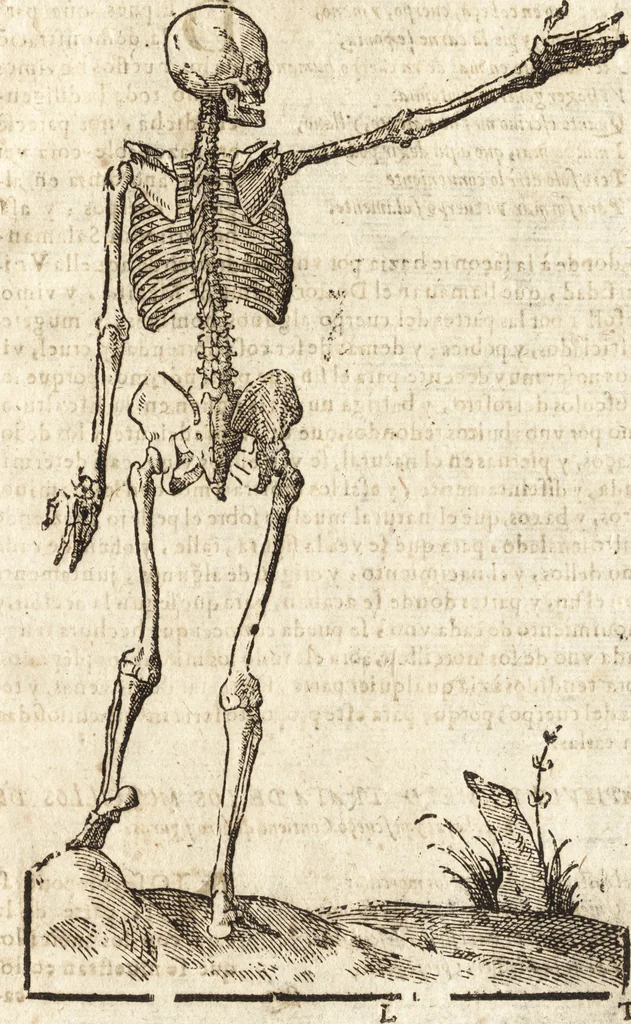 An illustration from Varia conmensuracion para le escultura y arquitectura, 1675, leaf 136
