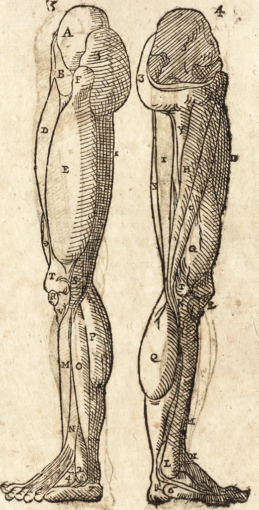 An illustration from Varia conmensuracion para le escultura y arquitectura, 1675, leaf 157