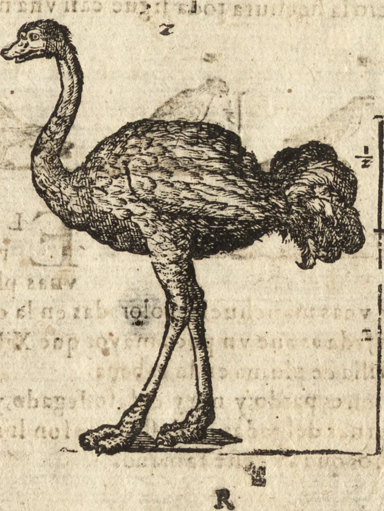 An illustration from Varia conmensuracion para le escultura y arquitectura, 1675, leaf 206