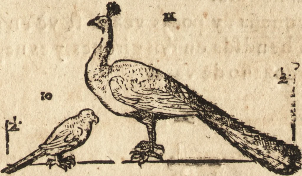 An illustration from Varia conmensuracion para le escultura y arquitectura, 1675, leaf 210