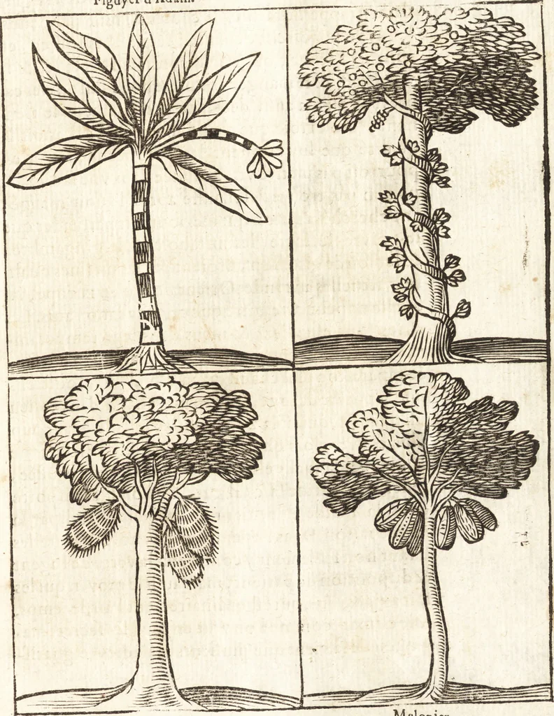 An illustration from Les voyages et obseruations du Sieur de La Boullaye-Le-Gouz, gentil-homme angeuin : où sont décrites les religions, gouuernemens, & situations des estats & royaumes d'Italie, Grece, Natolie, Syrie, Perse, Palestine, Karamenie, Kaldée, Assyrie, grand Mogol, Bijapour, Indes orientales des Portugais, Arabie, Egypte, Holande, grande Bretagne, Irlande, Dannemark, Pologne, isles & autres lieux d'Europe, Asie & Affrique, ou il à seiourné, le tout enrichy de belles figures ; et dedié à l'Eminentissime Cardinal Capponi, 1653, leaf 270