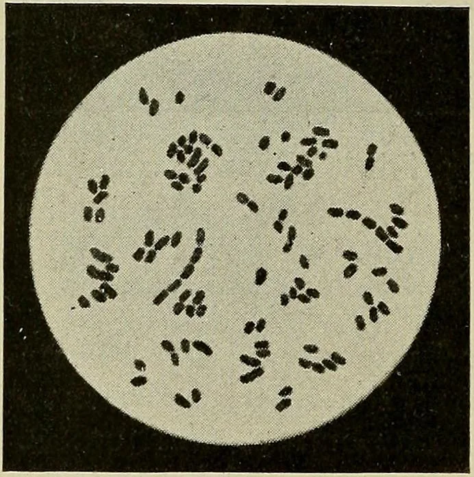 An illustration from Grundriss und Atlas der allgemeinen Chirurgie, 1905, leaf 214