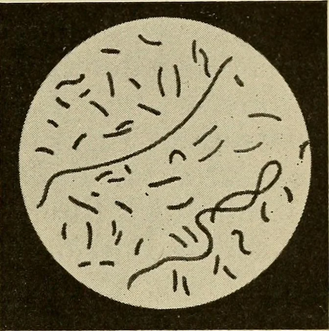 An illustration from Grundriss und Atlas der allgemeinen Chirurgie, 1905, leaf 215