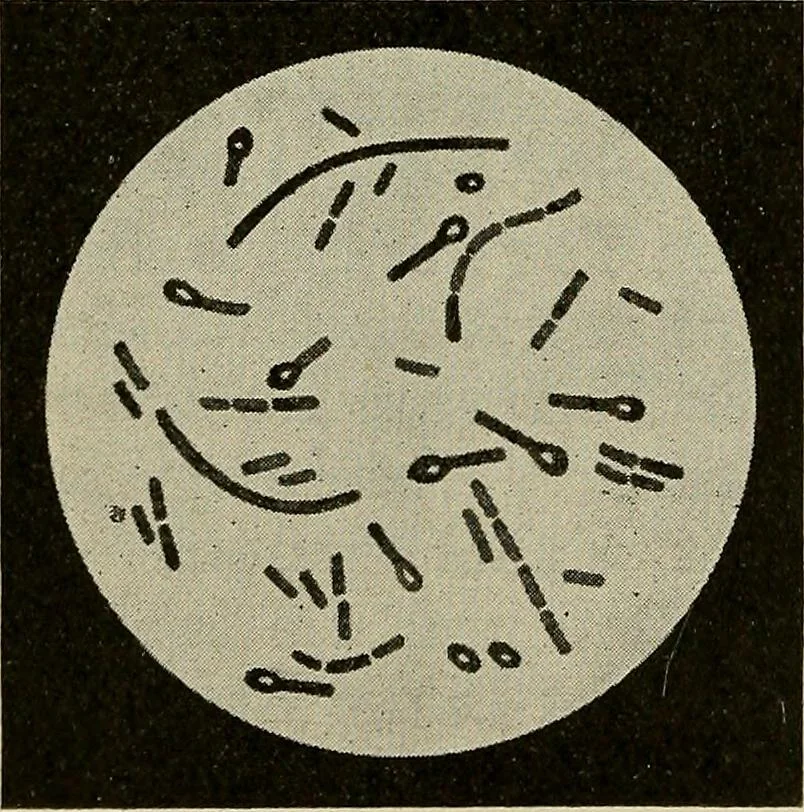 An illustration from Grundriss und Atlas der allgemeinen Chirurgie, 1905, leaf 310
