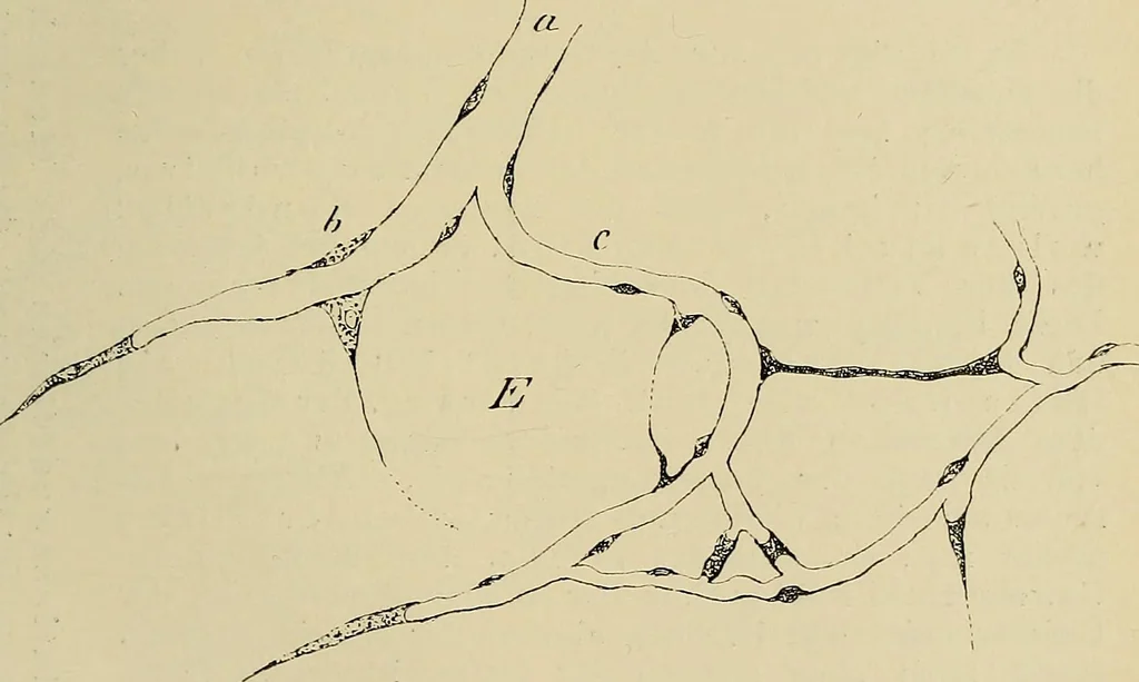 An illustration from Grundriss und Atlas der allgemeinen Chirurgie, 1905, leaf 63