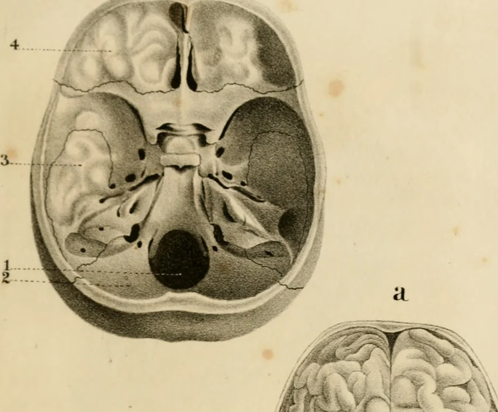 An illustration from Grundzüge der Phrenologie; oder, Anleitung zum Studium dieser Wissenschaft, 1842, leaf 388