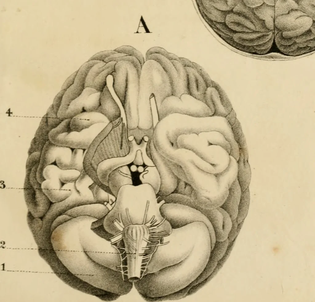 An illustration from Grundzüge der Phrenologie; oder, Anleitung zum Studium dieser Wissenschaft, 1842, leaf 388