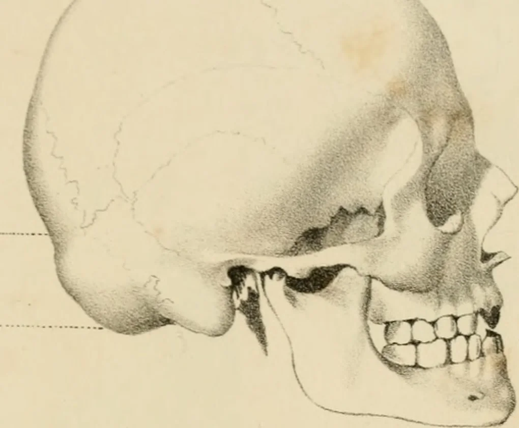 An illustration from Grundzüge der Phrenologie; oder, Anleitung zum Studium dieser Wissenschaft, 1842, leaf 392