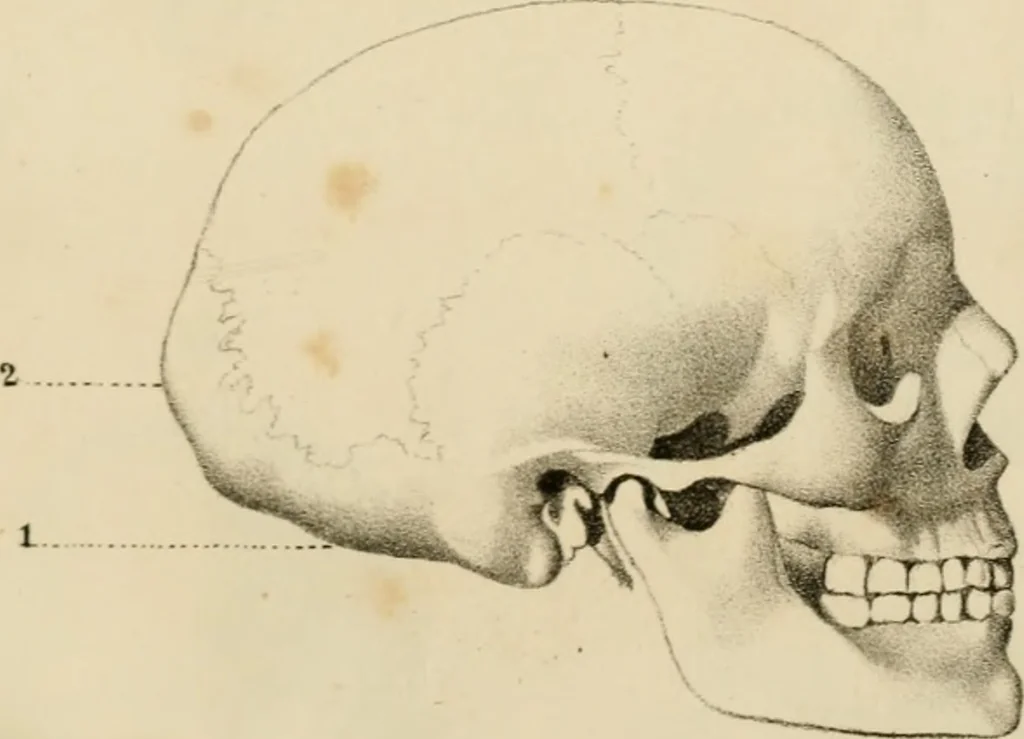 An illustration from Grundzüge der Phrenologie; oder, Anleitung zum Studium dieser Wissenschaft, 1842, leaf 392