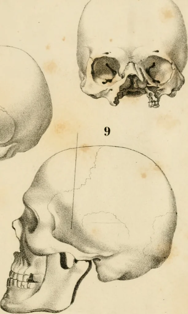 An illustration from Grundzüge der Phrenologie; oder, Anleitung zum Studium dieser Wissenschaft, 1842, leaf 396